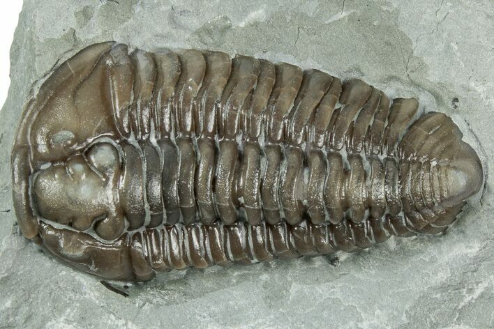 Flexicalymene Trilobite - Mt Orab, Ohio #358145